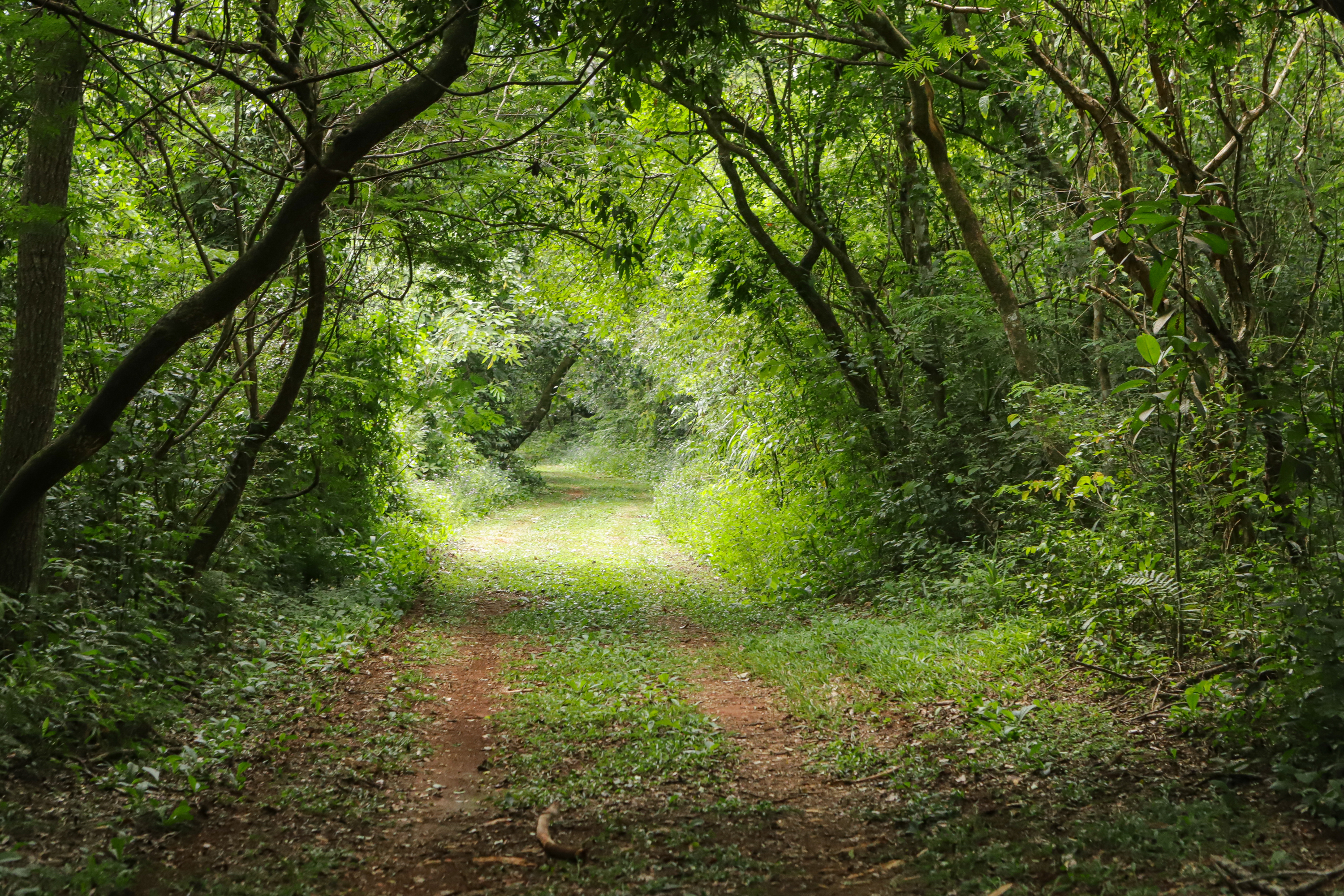 Caminhos do Peabiru: Marcação da trilha