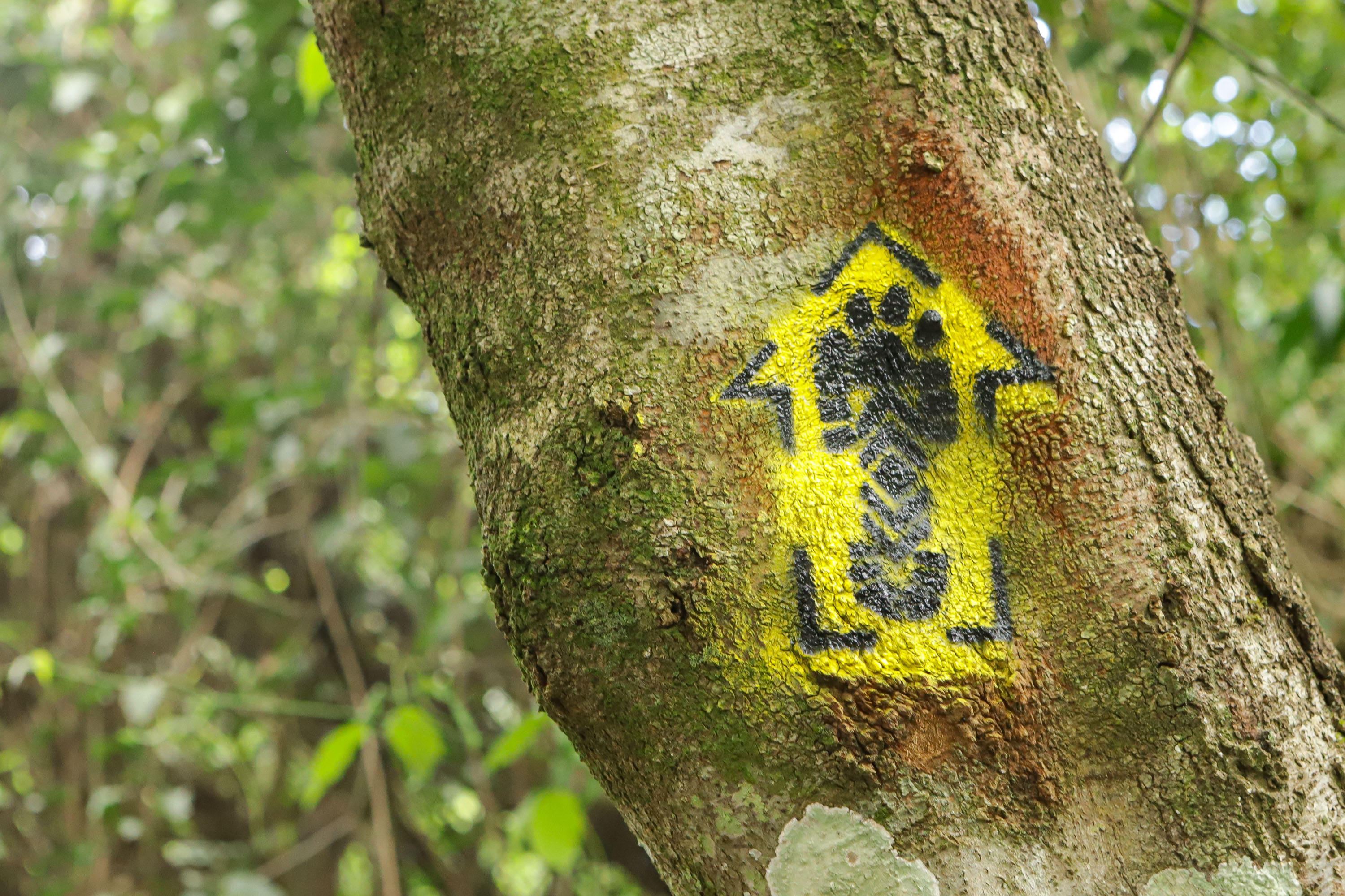 Caminhos do Peabiru: expedição de francês reforça importância da rota histórica no Paraná