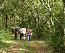 Caminhos do Peabiru 