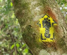 Caminhos do Peabiru: expedição de francês reforça importância da rota histórica no Paraná