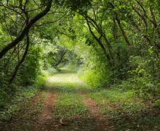 Caminhos do Peabiru: expedição de francês reforça importância da rota histórica no Paraná