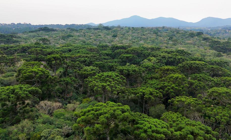 Caminhos do Peabiru - Piraquara