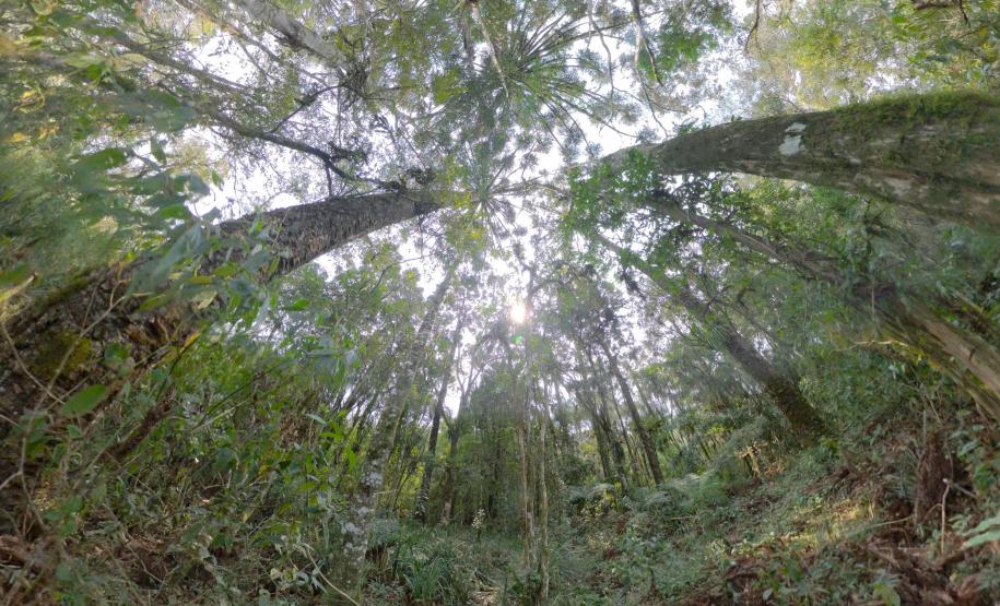 Caminhos do Peabiru - Piraquara