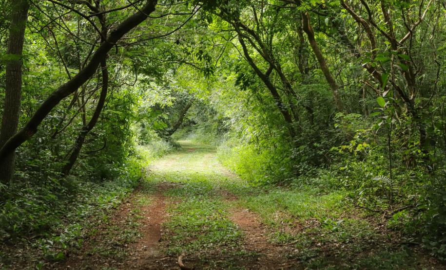 Caminhos do Peabiru: oficinas nos municípios vão mapear a rota turística